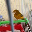 كناري سوري تغريد نار