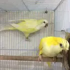جوز كويكر منتج(تم البييع)