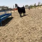 عنز طيبه جرم وشكل