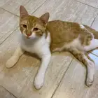 قطة للتبني