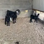 عنز سديس معها 2 تيوس