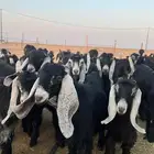 مرح جفار جذعات عوارض( تم البيع خارج الموقع)