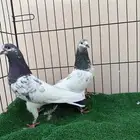 للبيع حمام بكستاني