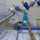 طيور فيشر ألوان مميزه أزواج منتجه