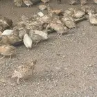 سمان فري تربيه وذيح