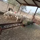 للبيع طليان