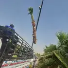 ابو علي لتوريد النخيل