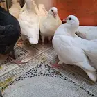 طيور طبخ أكلات