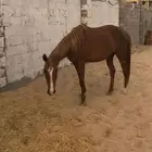 فرس ومهره للبيع