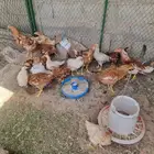 دجاج لوهمان العمر من3 الى 4 شهور للبيع