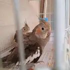 2 كروان هدد متكلمين الإثنين 350 علي السوم