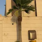 نخلتين واشنطونيا للبيع