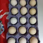 بيض بلدي