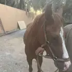 حصان للبيع في المدينة المنورة