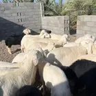 ذبايح حريات ونجد