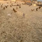 دجاج وديوك بلدي
