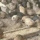 سمان فري