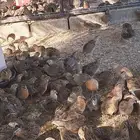 سمان بياض عمر 3 اشهر العدد 1000 الحبه ب 5 ريال