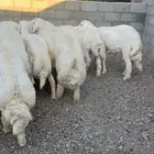 ذبائح طليان حري