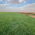 ثيل سي الفين درجه اولى نظيف