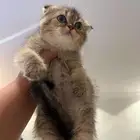 قطه سكوتش فولد انثى