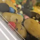 حلزون نهري