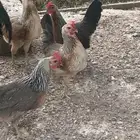 دجاج عربي شوكيات