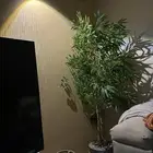 شجره خضرا