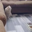 قط شيرازي ذكر للتبني