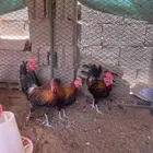 ديوك عربي للبيع