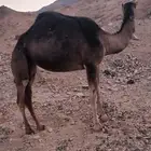 بكره