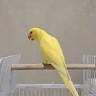 للبيع فرخ دره لاتينو
