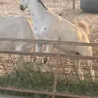 معزا بيشيات صنف الصنف