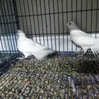 حمام صنعاني ابيض