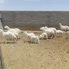 غنم خلفات 8 تحتها 11