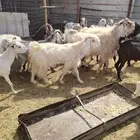 ماعز 37 تحتها 30 والبهم ذبايح