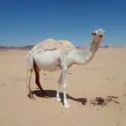 للبيع ناقه لقحه طيبه الموقع ضوحي تيماء