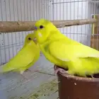 جوز بادجي..
