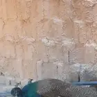 طاوؤس ذكر