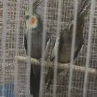 طيور كروان كوكتيل