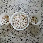 أربعة أطباق بيض بلدي