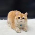 قط ذكر لتزاواج اسكوتش ستريت