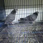 حمام صنعاني ازرق