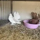 زوج رقاص امريكي