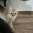 قطة برتقالية تبني
