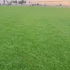 ثيل سي الفين درجه اولى
