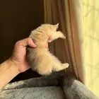 كيتن سكوتش بيور ( تم البيع )