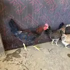 فروخ دجاج عربي