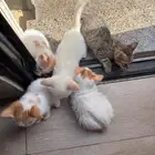 الدمام الشاطي الشرقي