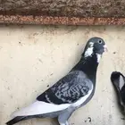ابلق . بلق . طيار